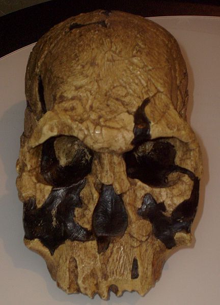 Реконструкция на намерения през 1972 г. в Кения череп на Хомо рудолфенсис. Снимка: wikipedia