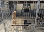 Кучета в приюта в Сеславци. Снимка: БГНЕС