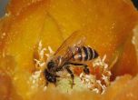 Суровата зима е причина за измирането на 1/3 от пчелите. Снимка: EPA/БГНЕС