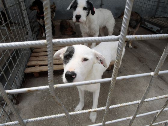 Animal Rescue набира средства за нов кучешки приют в София