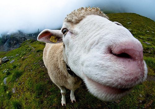 Швейцарски овце пращат SMS при нападение от вълк