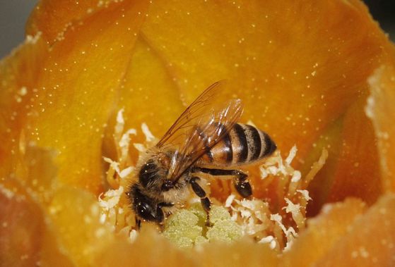 Суровата зима е причина за измирането на 1/3 от пчелите. Снимка: EPA/БГНЕС