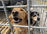Кучета в приюта в Сеславци. Снимка: БГНЕС