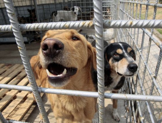 220 бездомни кучета от Сеславци намерили стопани (снимки)