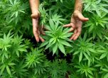 Фабрика за марихуана е разкрита в пазарджишко