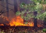 20 декара борова гора се запали в Рила. Снимка: БГНЕС, архив