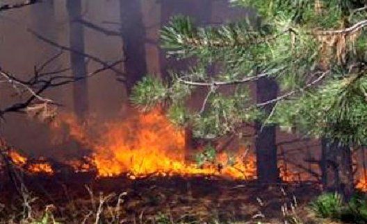 Пожарът в Рила се разраства, горят 100 декара борова гора 