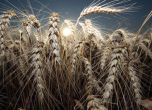2,4 млн. лева ДДС укрил търговец на зърно