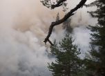 Усилята на пожарникарите днес са насочени към овладяване на огъня в гората. Снимка: Владимир Йончев