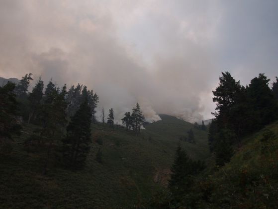 Гори гората над село Войняговци (обновена в 00:10 ч)