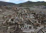 Купища кости изправиха на нокти хасковски села