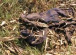 Останките на починалия в нивата в село Осенец