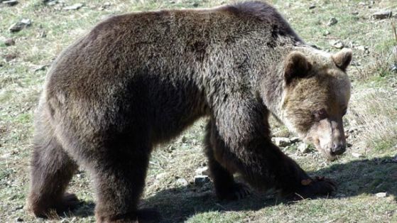 52 нападения на мечки през 2012 г.