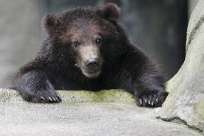 МОСВ ще гони мечките с люти чушки. Снимка: БГНЕС