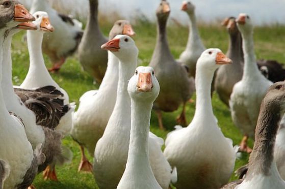 ЕС забранява пастета, за да не страдат гъските
