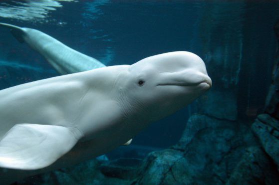 Китове могат да имитират човешка реч. Снимка: EPA