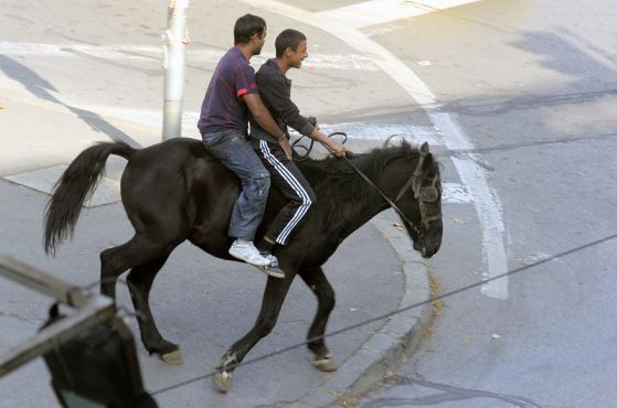 Забраняват конете и кравите по улиците в Хасково