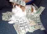 Жена завеща 2 млн. евро на кучето си, Снимка: petsugar.com