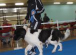 Кучето на Бойко Борисов стана световен шампион