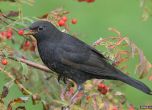 Ферментирали плодове убиха дузина птици в Англия. Снимка: John Harding/BTO
