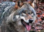 Вълци нападат домашни животни в Бургаско