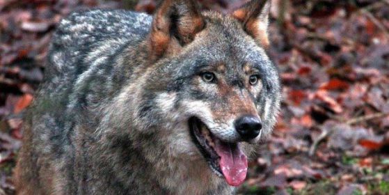 Вълци нападат домашни животни в Бургаско