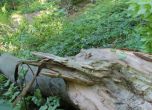 Дърво уби жена в Бургаско
