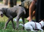 Домашни кучета нахапаха дете в Димитровград