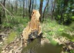 Мъж загина при сеч на дърва. Снимка: БГНЕС