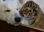 Куче осинови три малки тигърчета (видео) 