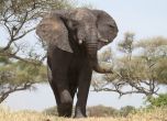 180 слона умряха от жажда в Зимамбве 