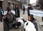 Студенти разходиха овцата Бойка под прозорците на Борисов