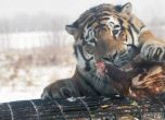 В Русия откриха парк за тигри