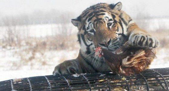Парк за тигри бе открит в Русия, Снимка: БГНЕС