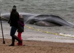 Огромен кит заседна на плаж в Ню Йорк