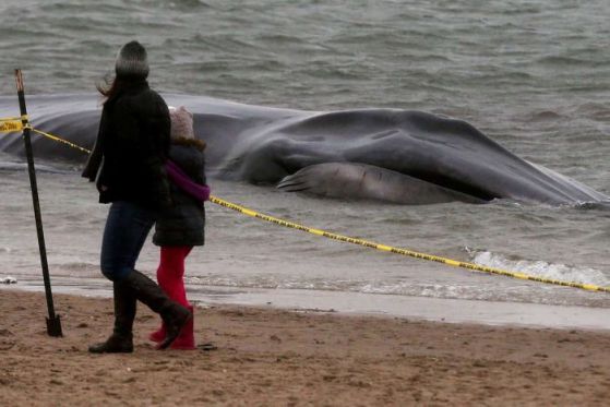 Огромен кит заседна към Ню Йорк, Снимка: ABC News