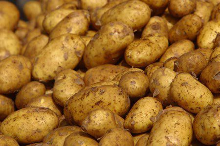 Задържаха 20 тона заразени картофи на границата с Турция
