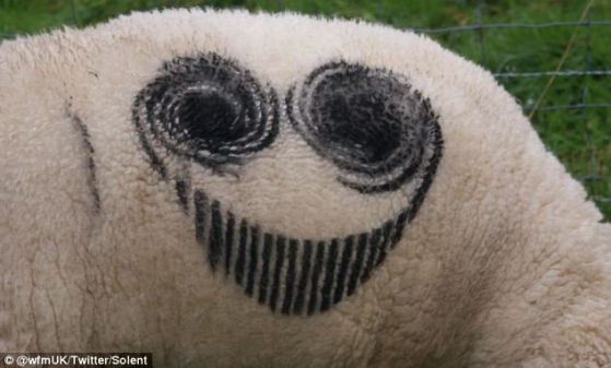 Стотици овце осъмнаха с усмивки във Великобритания. Снимки Twitter