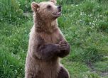 1-годишно мече изчезна в Парк за танцуващи мечки в Белица. Снимка: sxc.hu