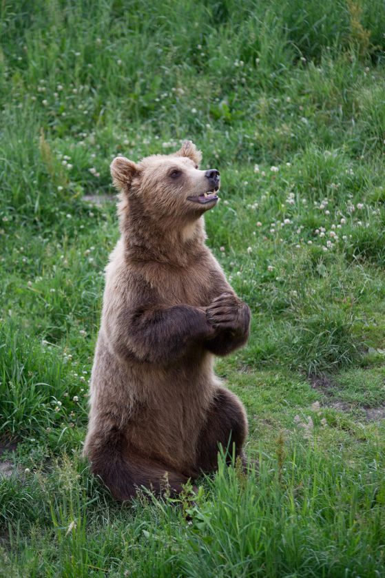 1-годишно мече изчезна в Парк за танцуващи мечки в Белица. Снимка: sxc.hu