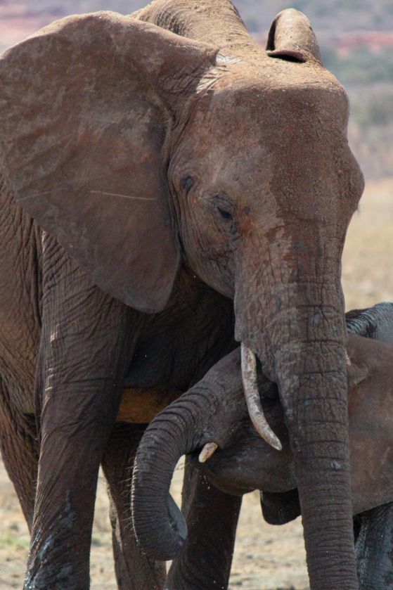 10 слона от рядък вид отровени в Борнео 