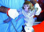 Иран изпрати маймуна в космоса. Снимка: БГНЕС