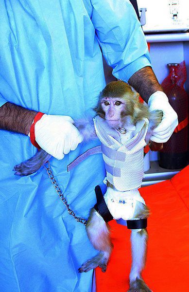 Иран изпрати маймуна в Космоса