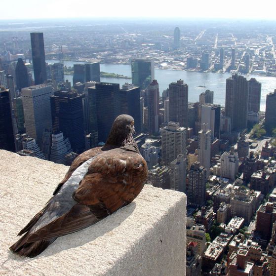 Защо гълъбите се губят в Ню Йорк