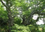 Столичани бранят вековни дървета от сеч