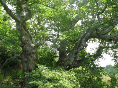 Столичани бранят вековни дървета от сеч