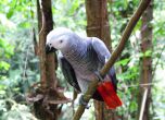 Сив африкански папагал жако. Снимка: Wikipedia
