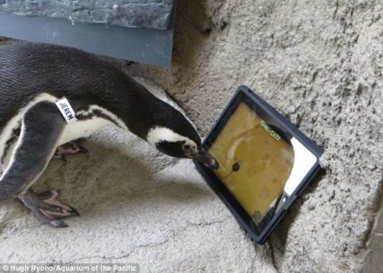 Калифорнийски пингвини получиха таблет. Снимка aquarium of the pacific