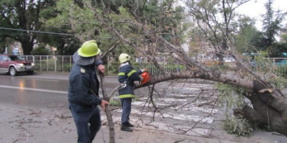 Дърво падна в столицата. Снимка БГНЕС/Архив