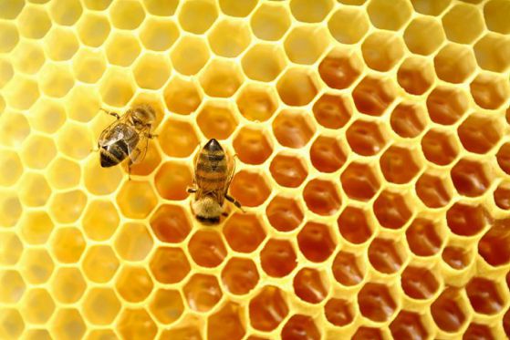 Пчелите масово измират. Снимка: sxc.hu